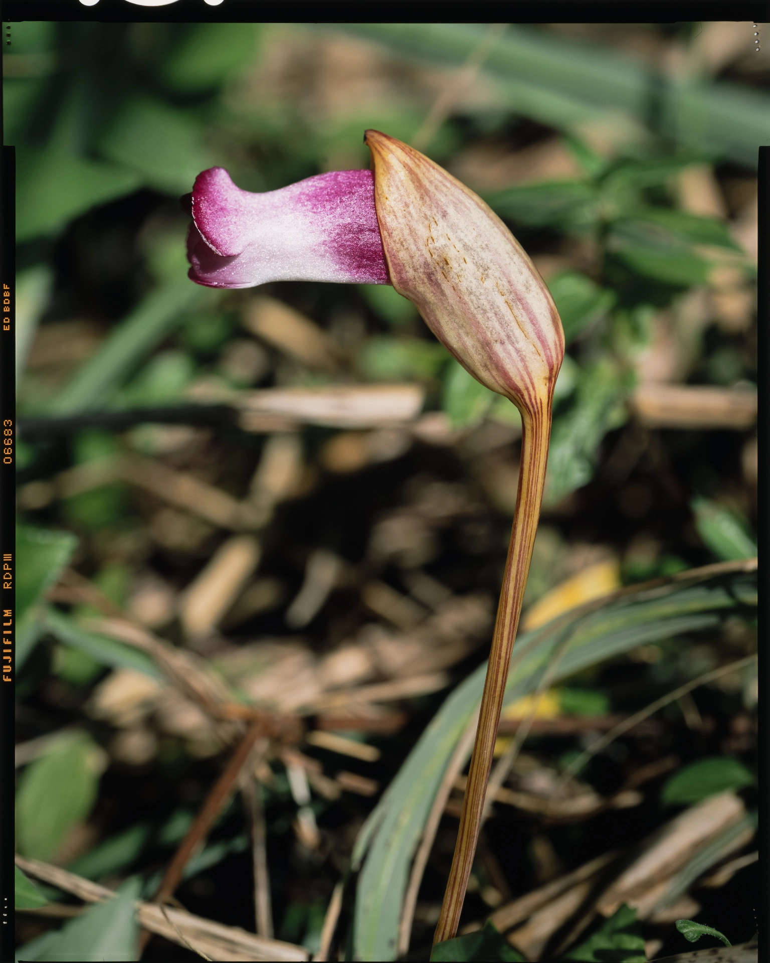 Aeginetia indica